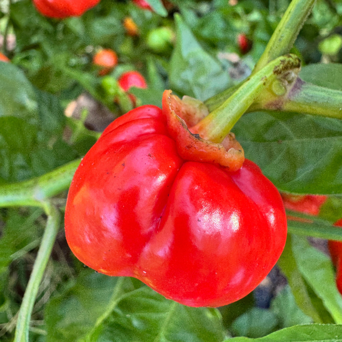 KS Starracha Bleeding - Seeds