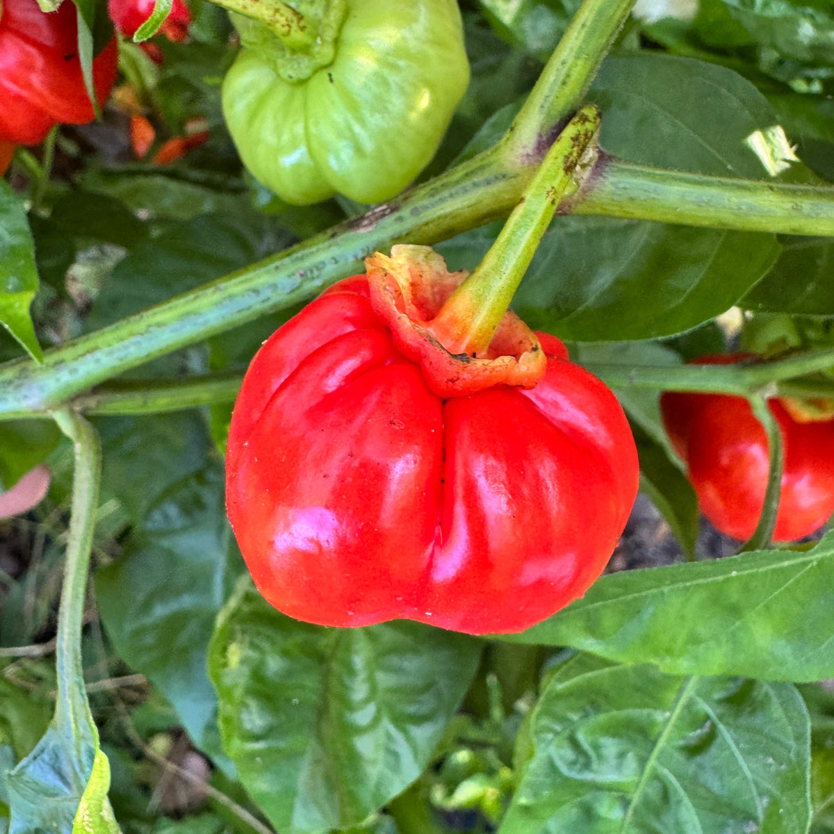 KS Starracha Bleeding - Seeds