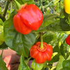 KS Starracha Bleeding - Seeds