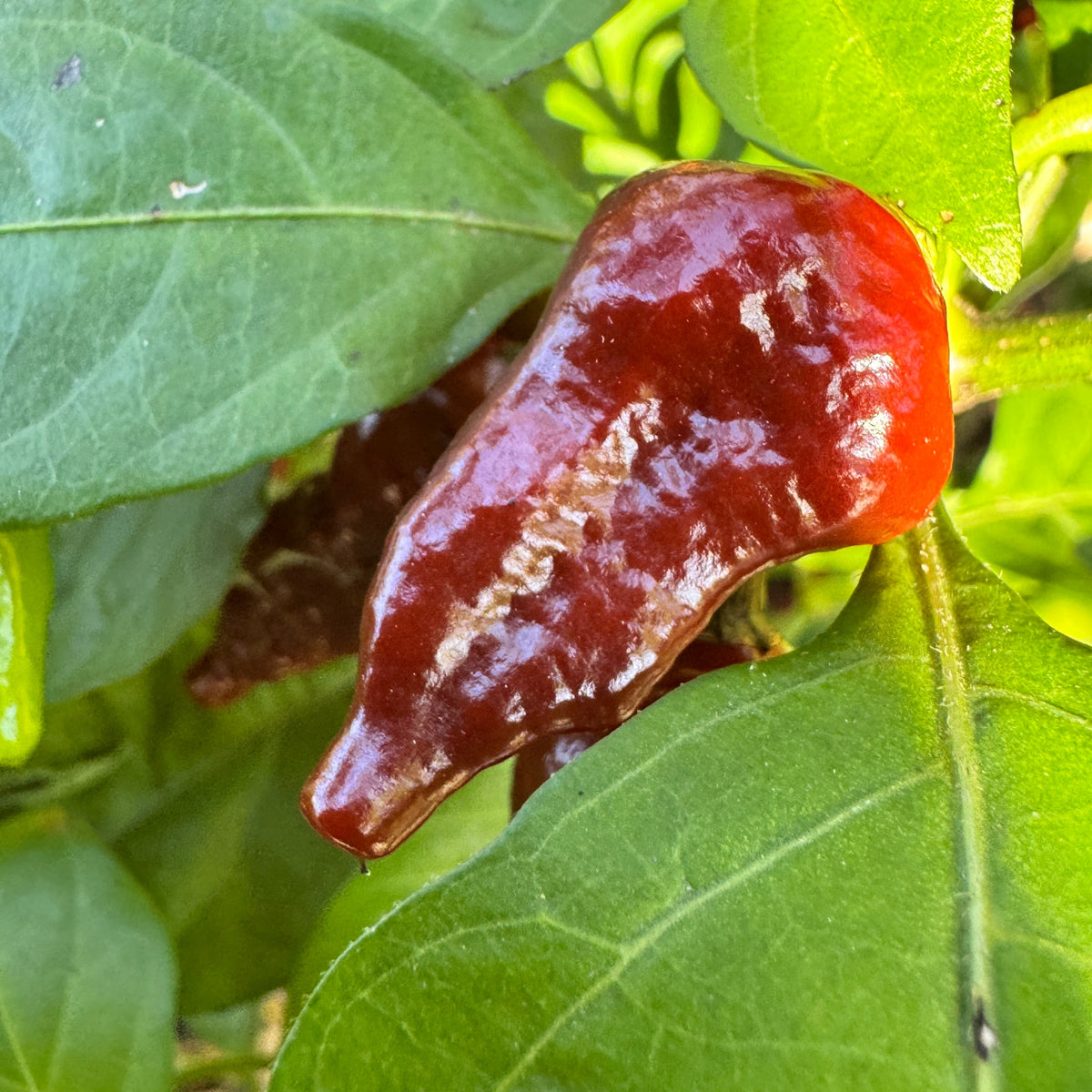 Little Bhut Jolokia Chocolate  - Seeds