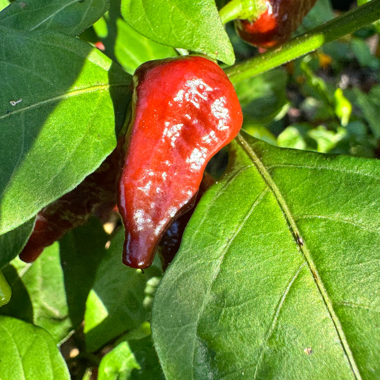 Little Bhut Jolokia Chocolate  - Seeds