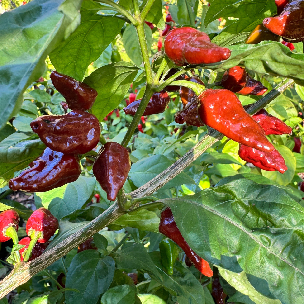 Little Bhut Jolokia Chocolate