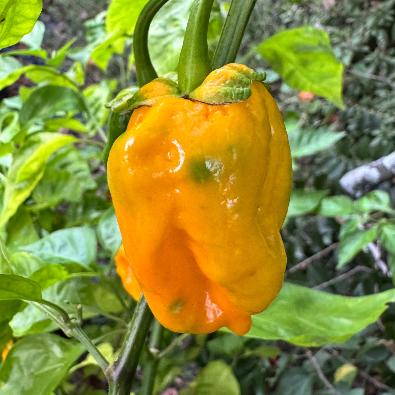 Lucifer’s Lemons  - Seeds