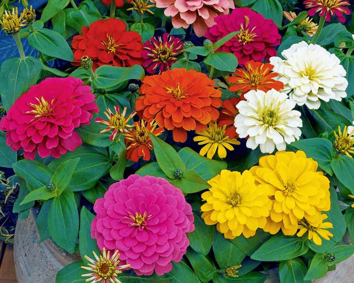 Magellan Hybrid Formula Mix Zinnia Seeds