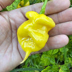 Malibu Yellow - Seeds