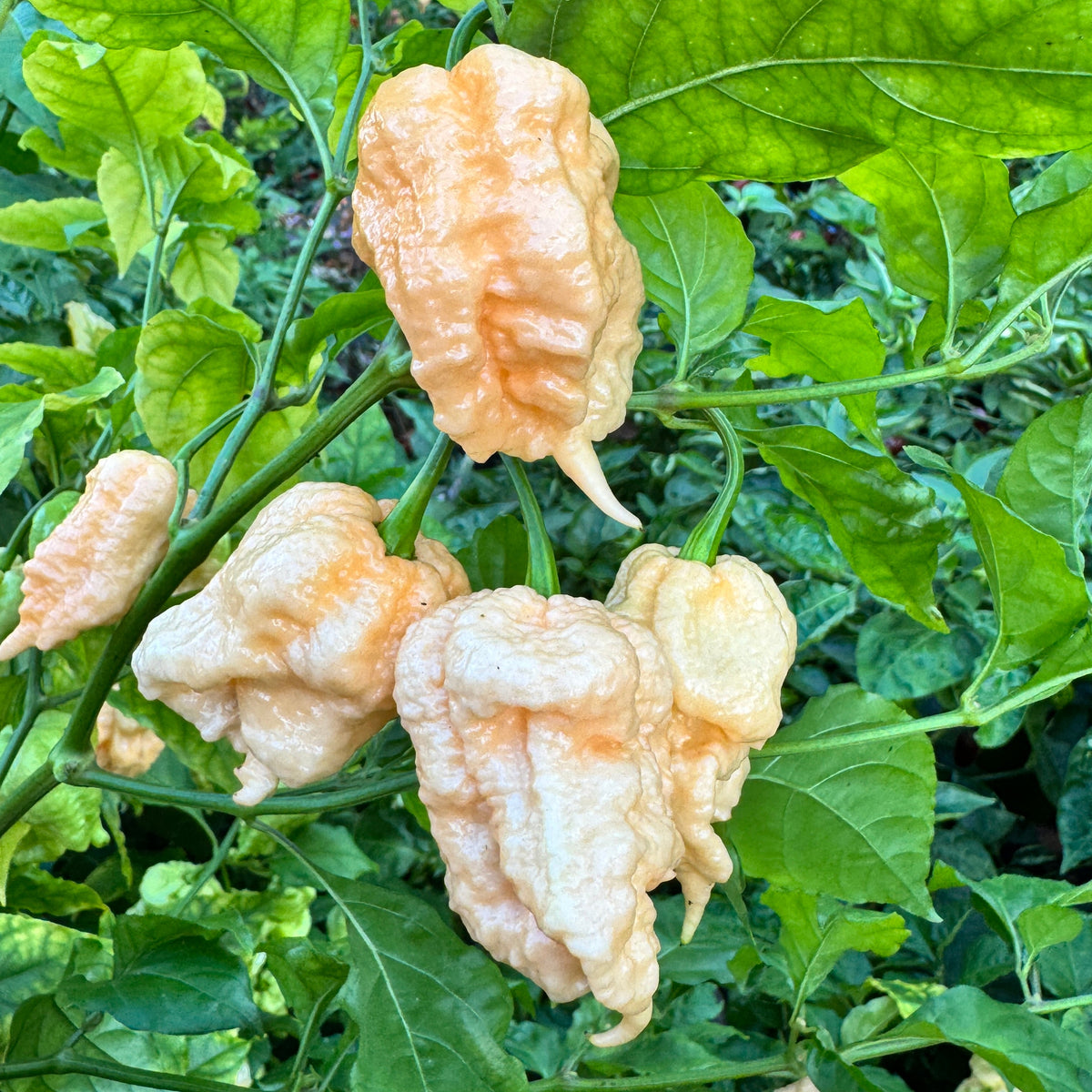 Peach Miasma - Seeds