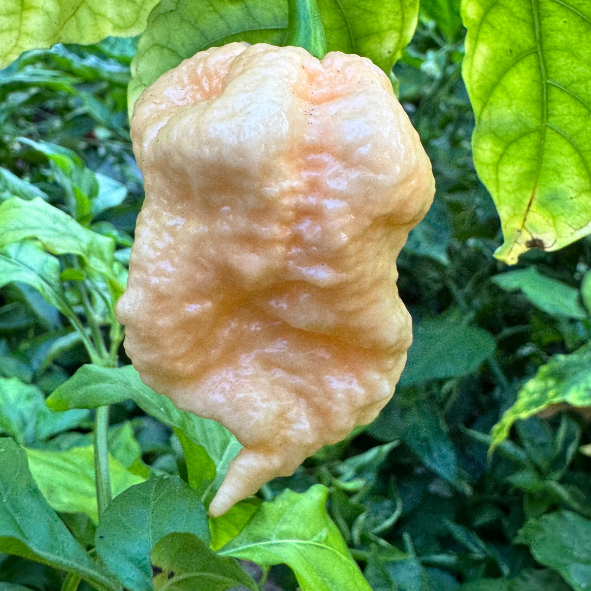 Peach Miasma - Seeds