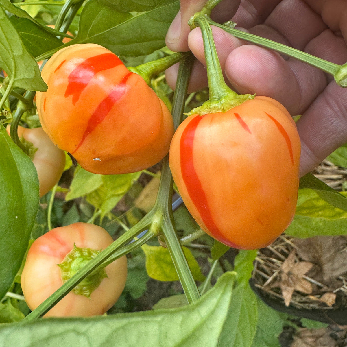 Peppapeach Stripey - Seeds