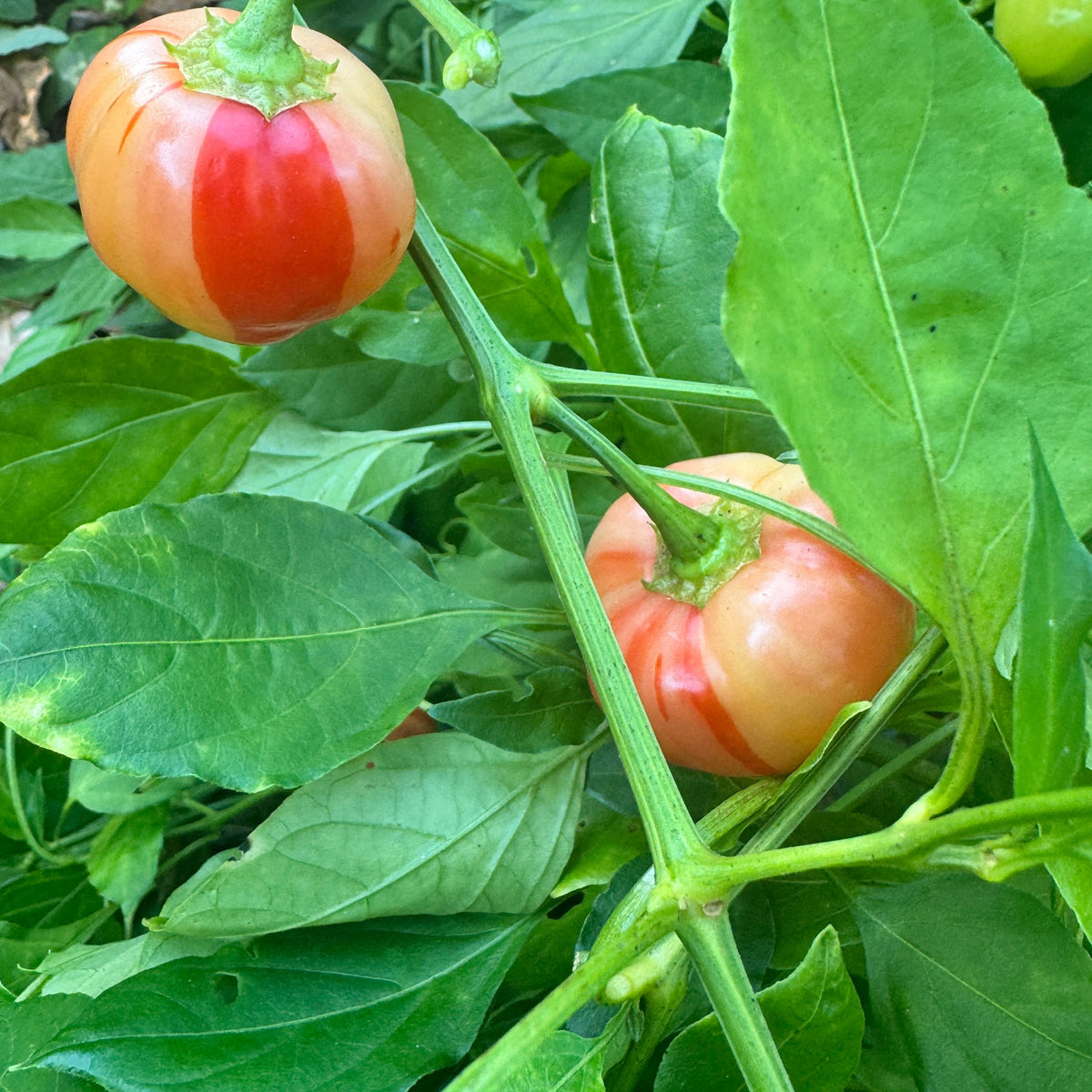 Peppapeach Stripey - Seeds