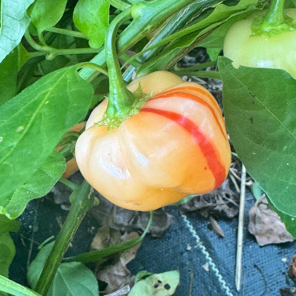 Peppapeach Stripey - Seeds