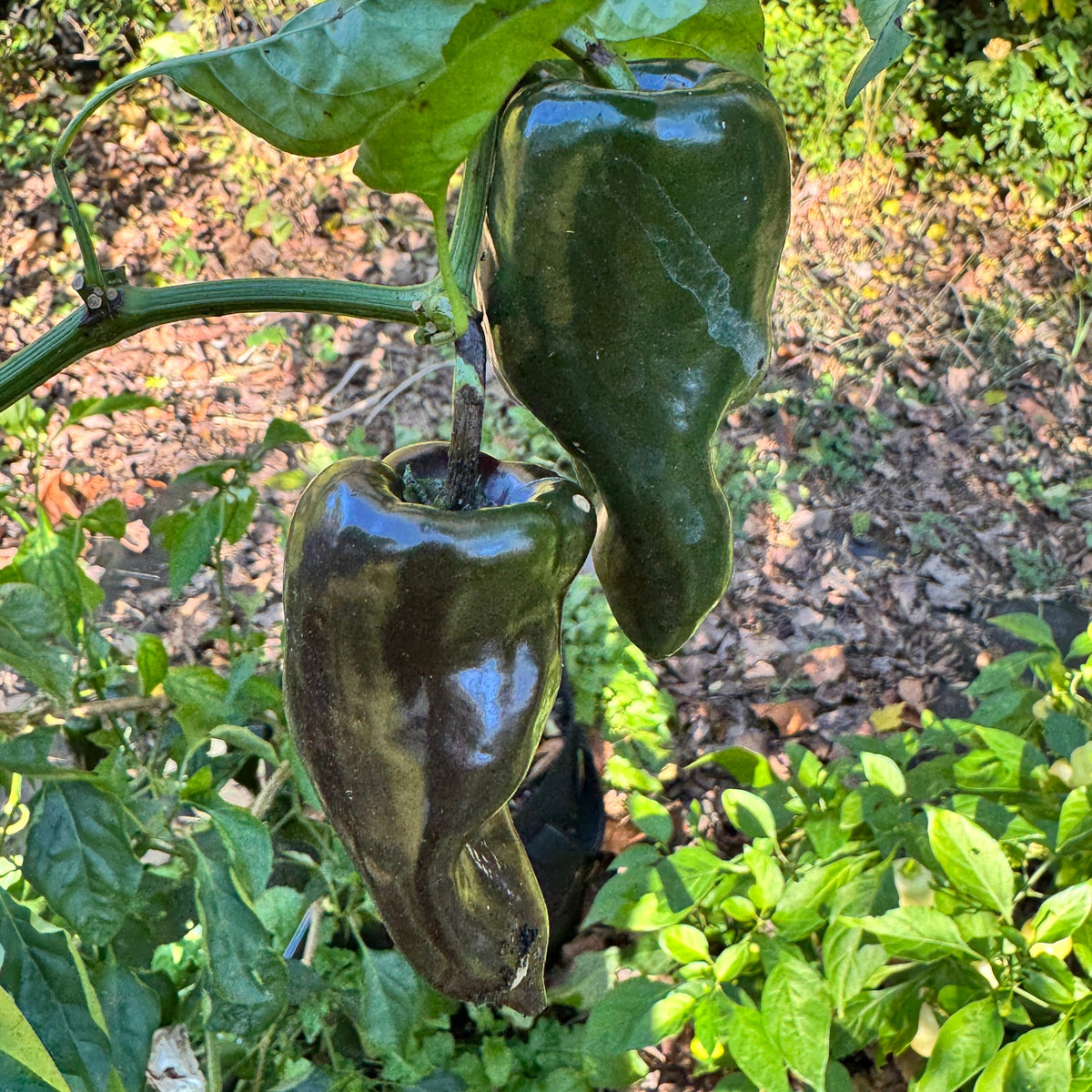 Mulato Isleño – Chocolate Poblano - Seeds
