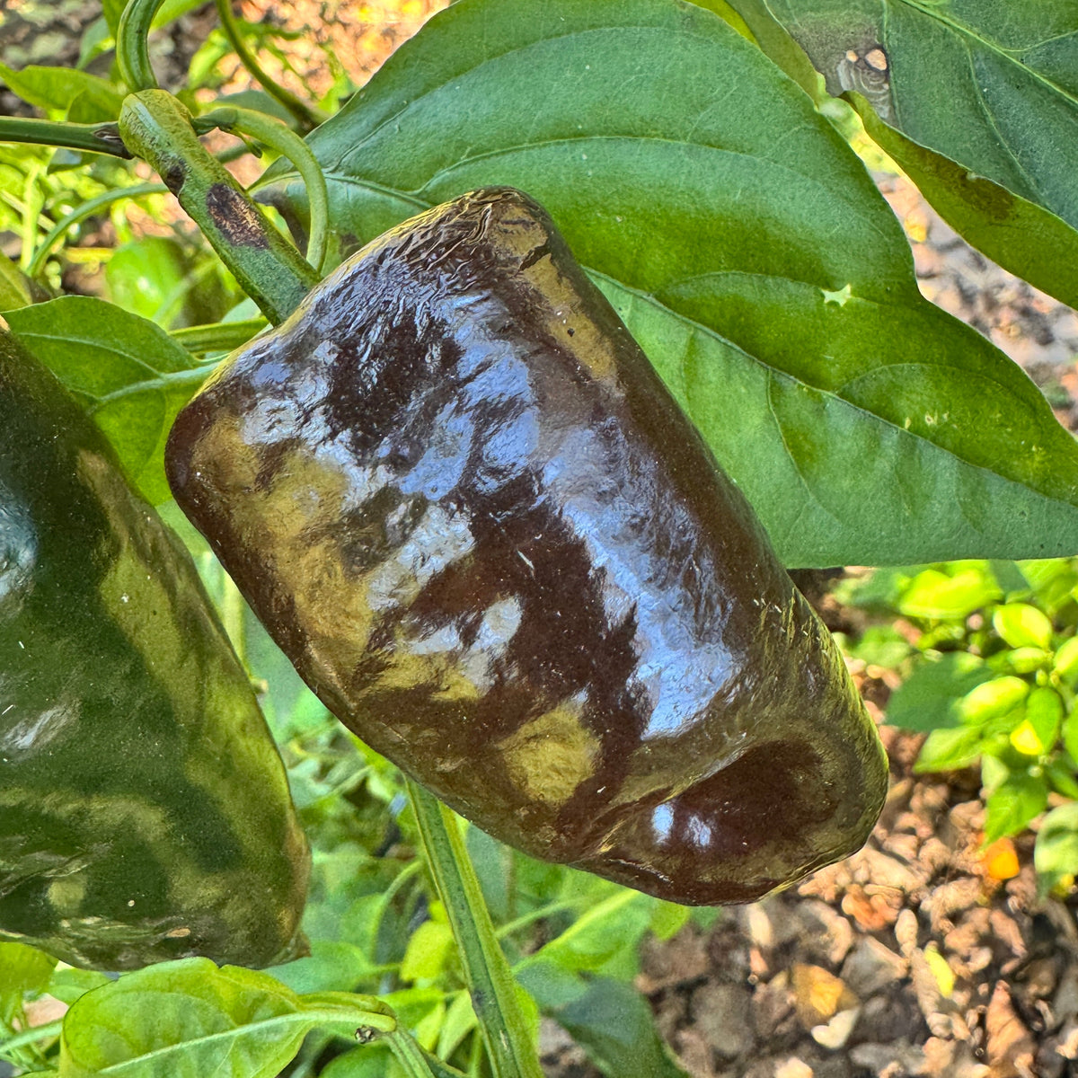 Mulato Isleño – Chocolate Poblano - Seeds