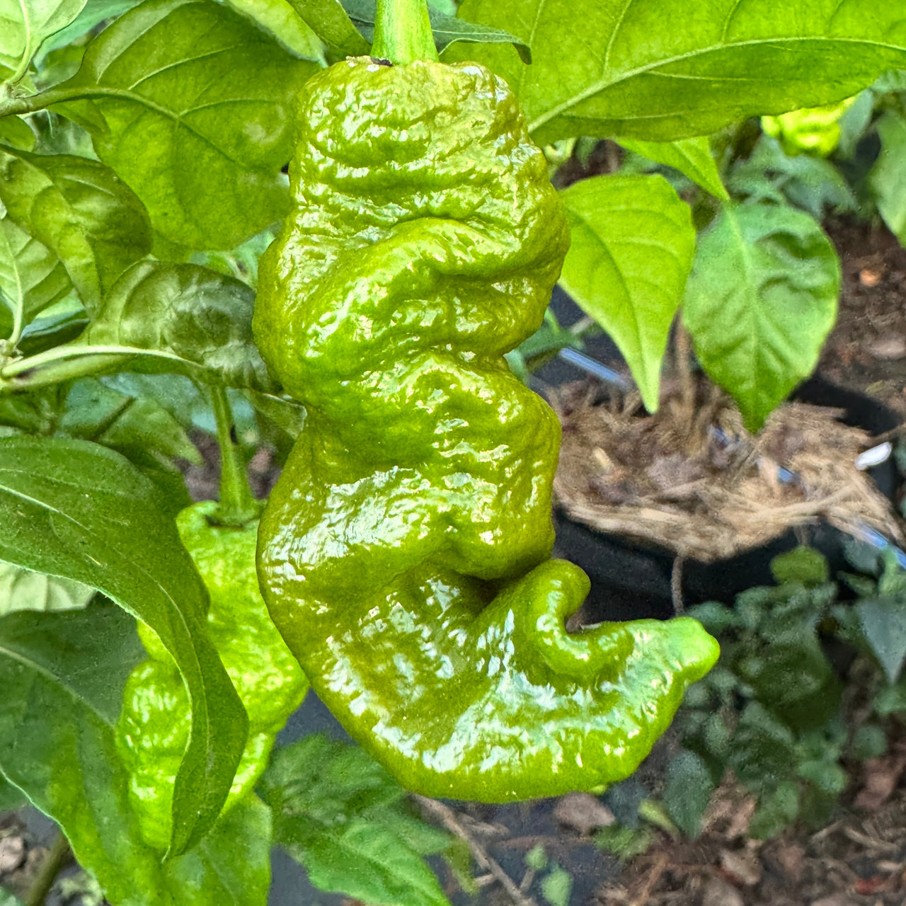 Mustard Primotalii - Seeds