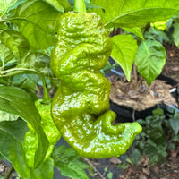 Mustard Primotalii - Seeds