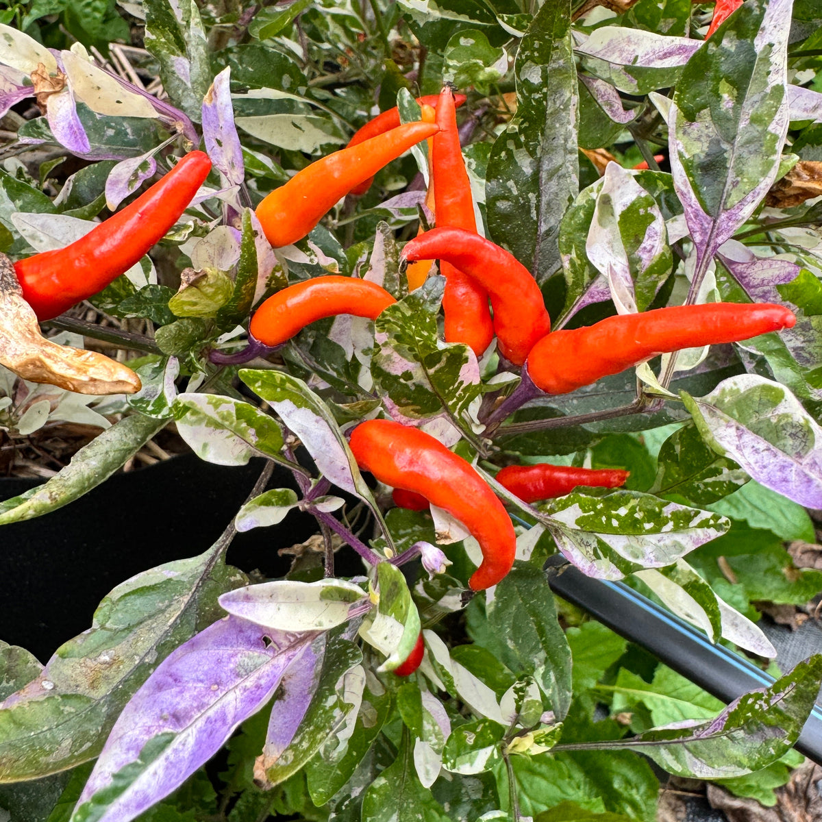 Red Jalapeño p.f. var. Purple Red - Seeds