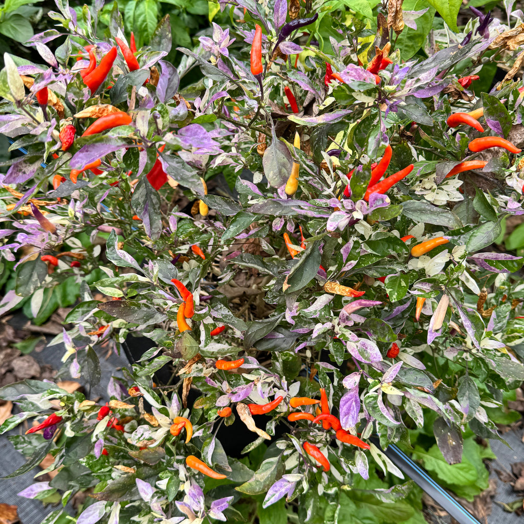 Red Jalapeño p.f. var. Purple Red - Seeds