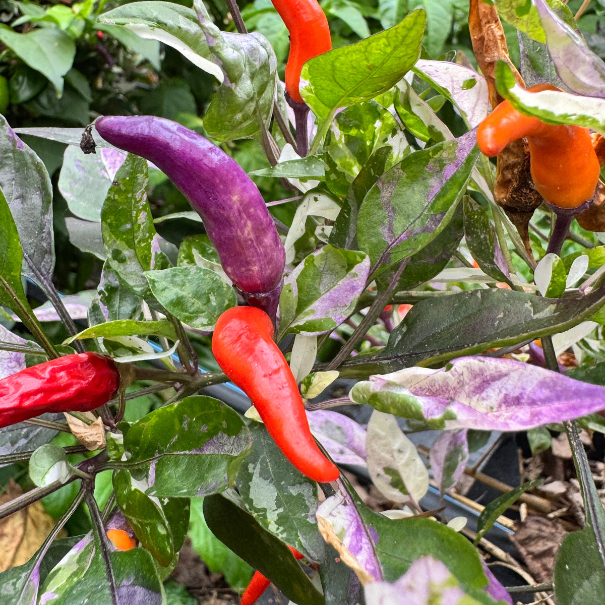 Red Jalapeño p.f. var. Purple Red - Seeds