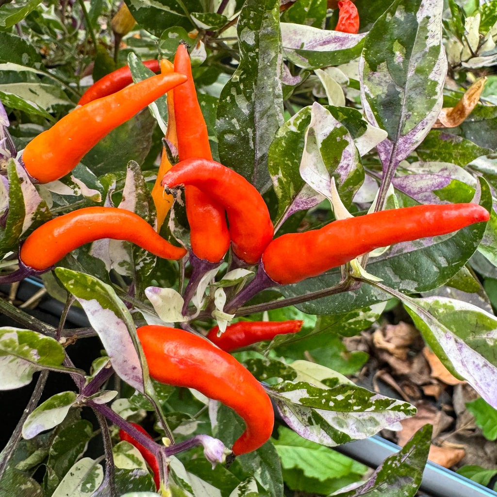 Red Jalapeño p.f. var. Purple Red - Seeds