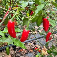 Sriracha - Spicy Red  - Seeds