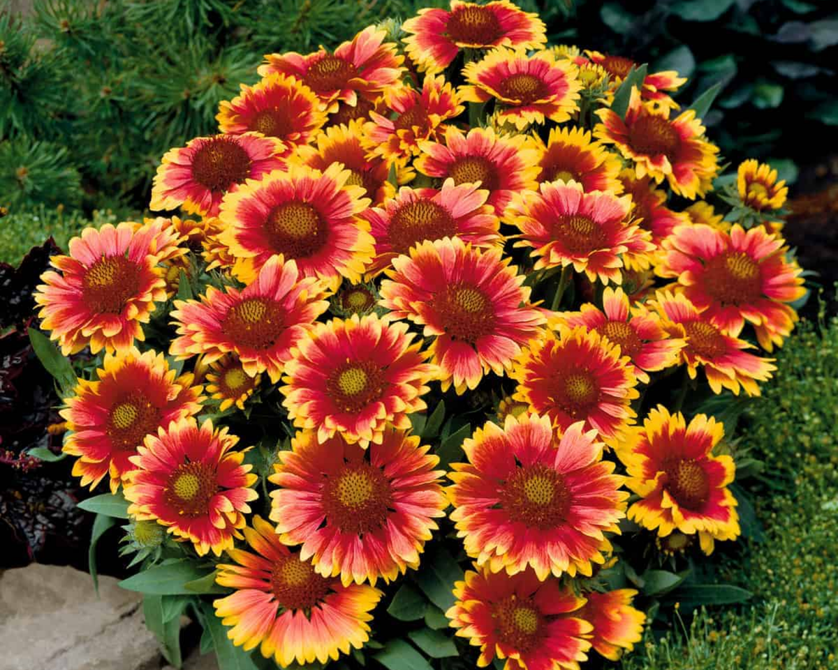 Arizona Sun Gaillardia Seeds