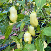 Sugar Rush Peach Bell  - Seeds
