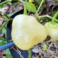 Sugar Rush Peach Bell  - Seeds
