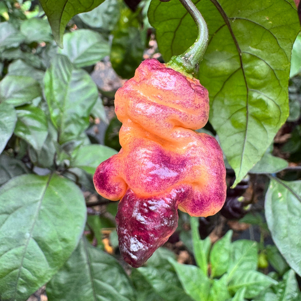 Thor’s Thunderbolt - Seeds