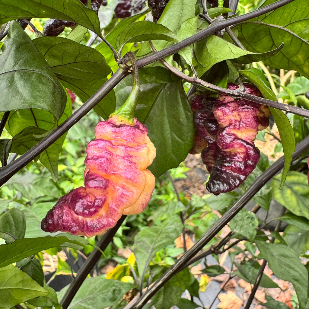 Thor’s Thunderbolt - Seeds