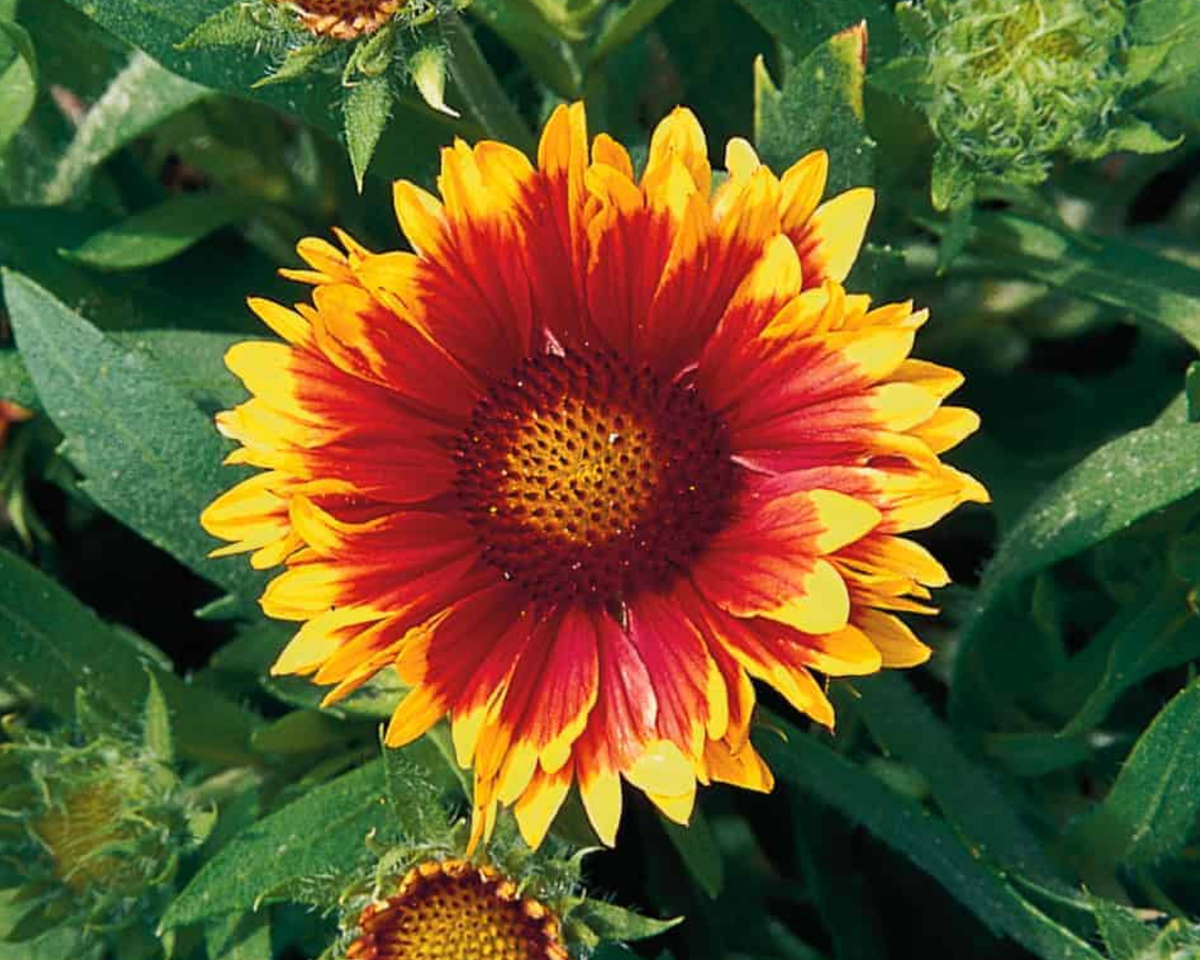 Arizona Sun Gaillardia Seeds