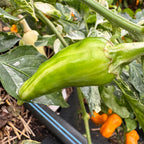 Yellow Fish Pepper - Seeds