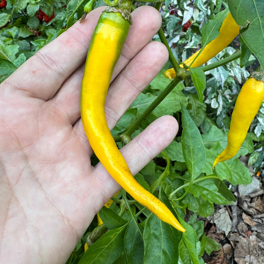 Cayenne Golden - Seeds
