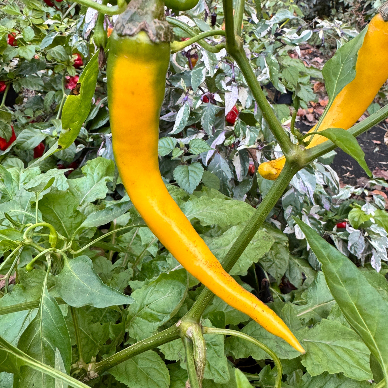 Cayenne Golden - Seeds