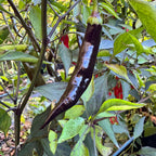 Thai Black - Seeds