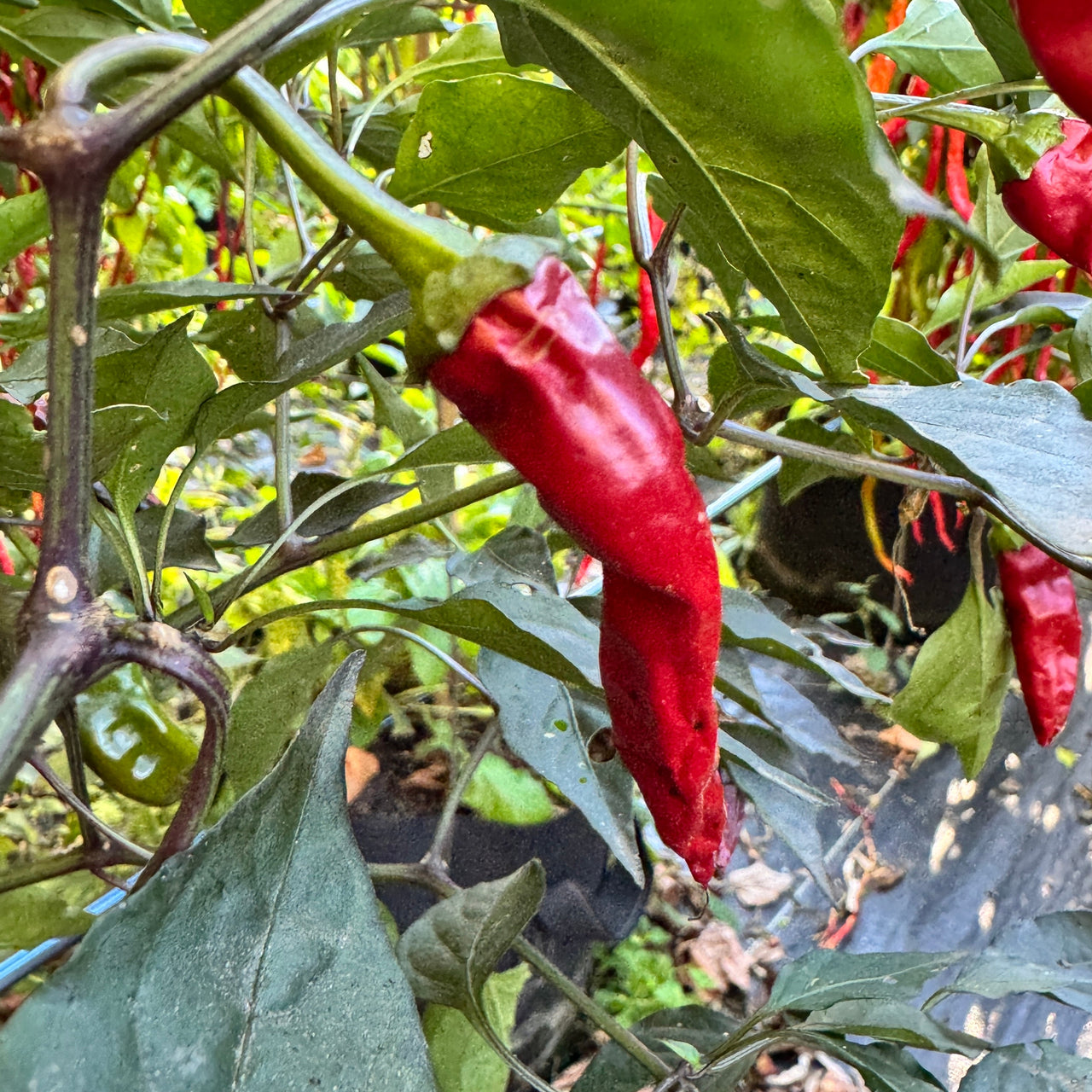 Thai Black - Seeds