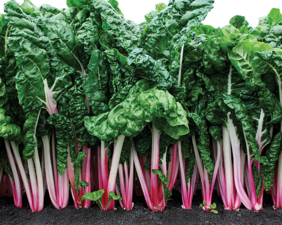 Peppermint Swiss Chard Seeds