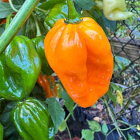 Congo Yellow Trinidad  - Seeds