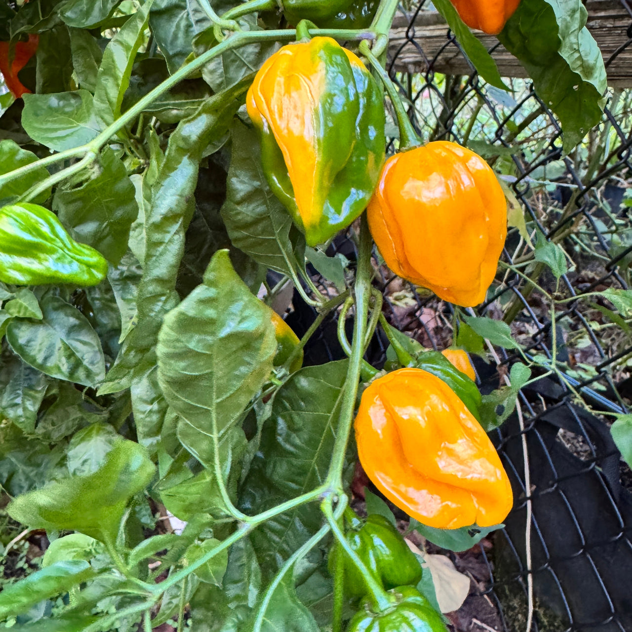 Congo Yellow Trinidad  - Seeds