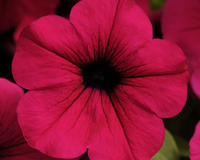 Purple Wave® Spreading Petunia Seeds