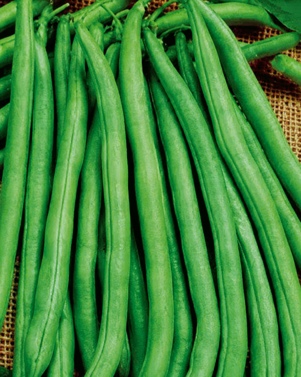 Blue Lake 274 Bean Seeds