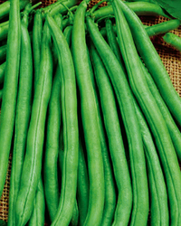 Blue Lake 274 Bean Seeds
