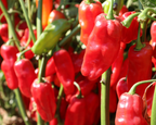 Roulette Habanero Hybrid Pepper Seeds