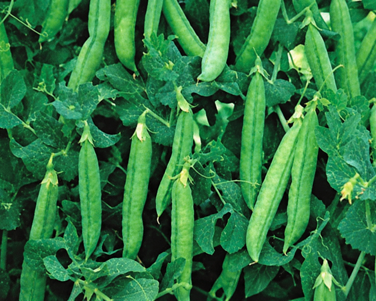 Maestro Pea Seeds