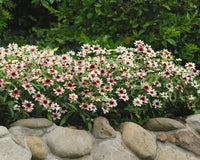 Zahara Starlight Rose Zinnia