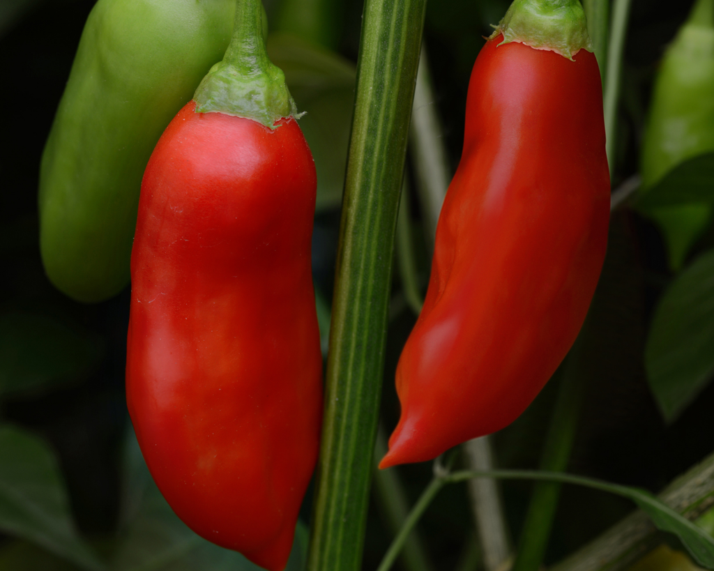 Aji Rico Hybrid Pepper Seeds