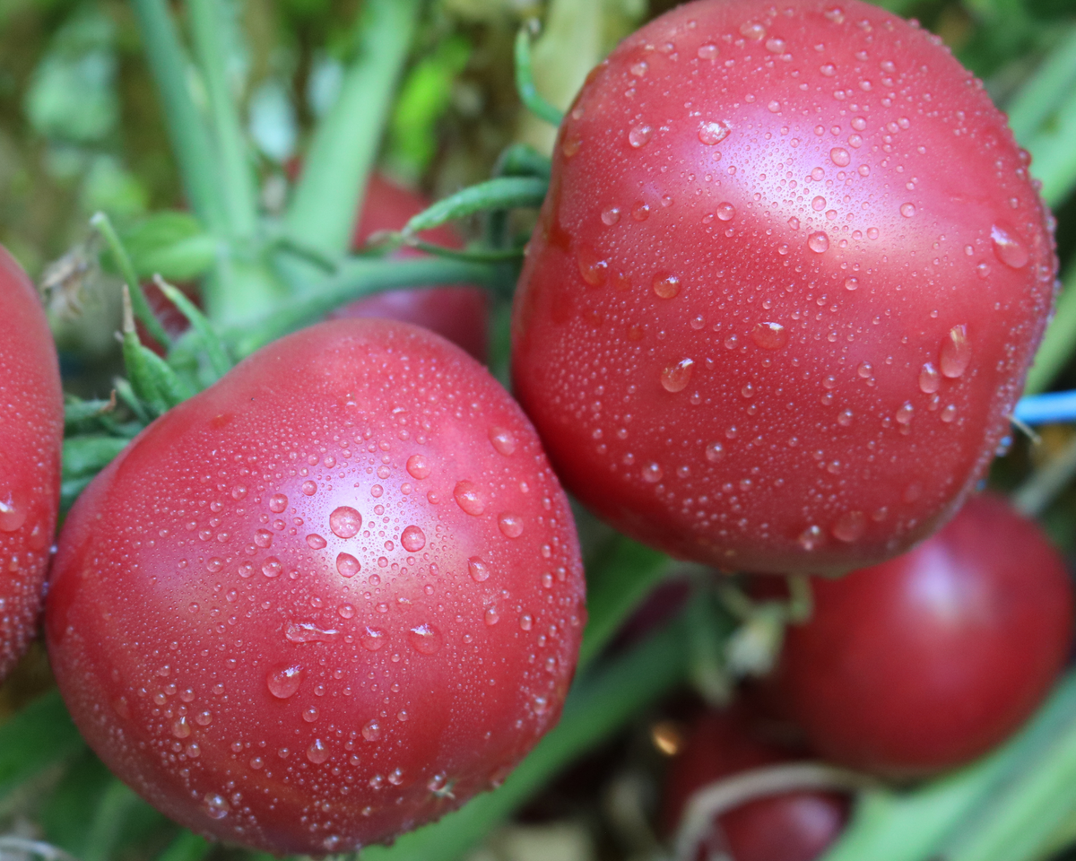 Pink Gal Hybrid Tomato Seeds