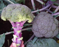 Purple Magic Hybrid Broccoli Seeds