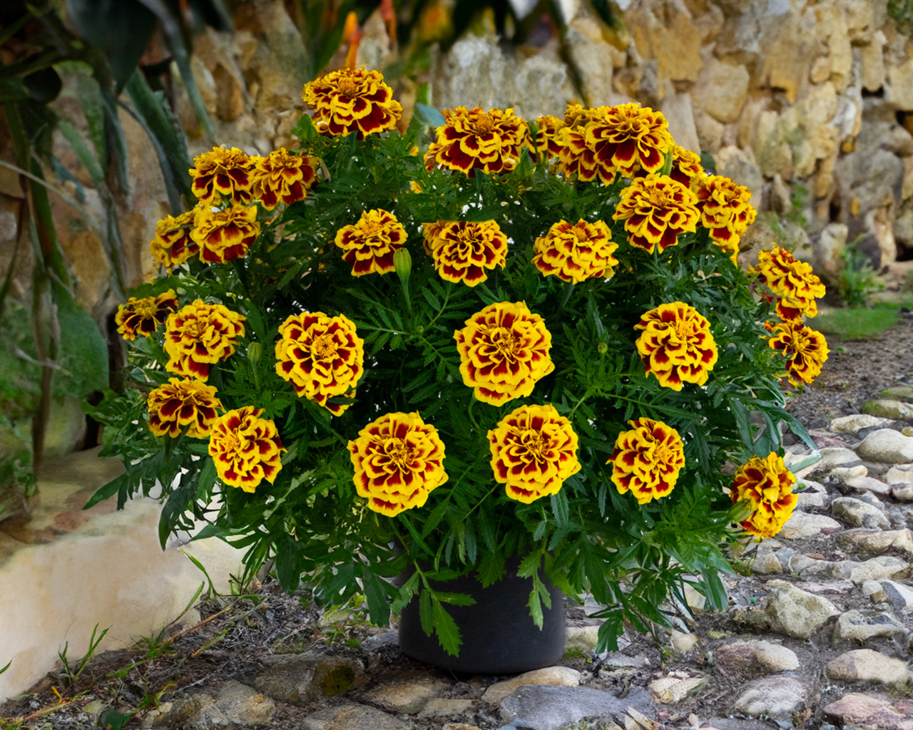 Mango Tango Marigold Seeds