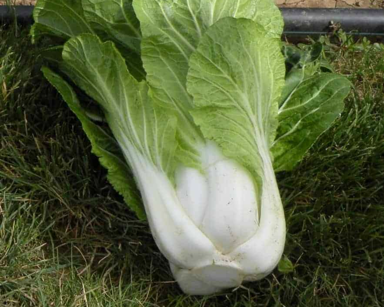 BoPak Bok Choi Hybrid Seeds
