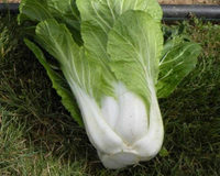 BoPak Bok Choi Hybrid Seeds