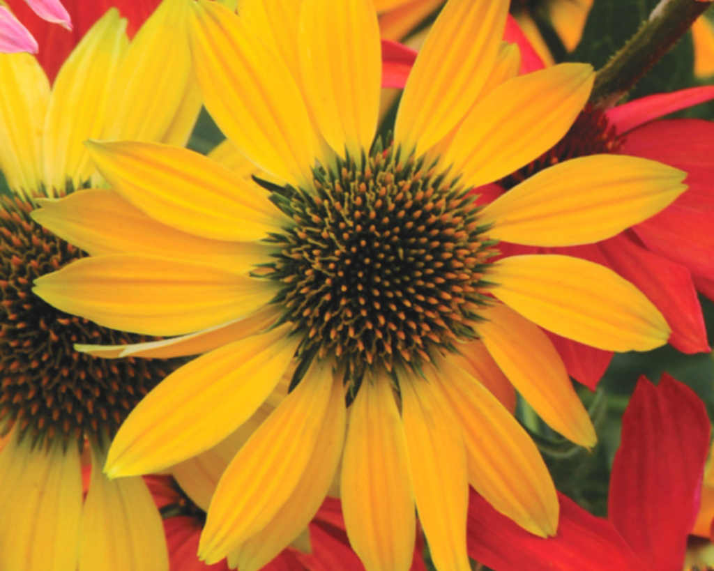 Cheyenne Spirit Echinacea Seeds